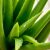 Aloes w kosmetyce – właściwości, zastosowanie i skuteczność